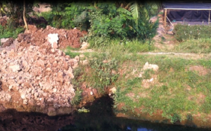 Hãi hùng rau được trồng với 'công nghệ' siêu bẩn